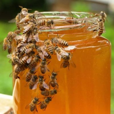 Best Price for Sale Fresh  Polyflora Honey 100% Pure Natural Wild Honey Food Grade Polyflora Honey