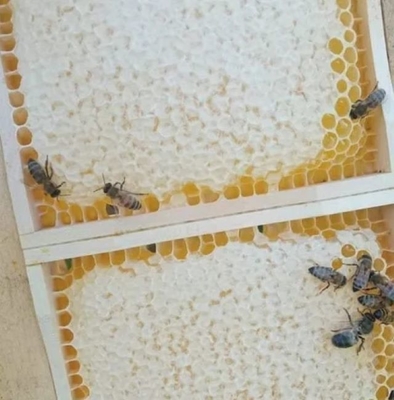 OEM Sweet Comb Honey Food Grade Raw Honey Product 100% Pure Natural Honeycomb with High Nutritional Value