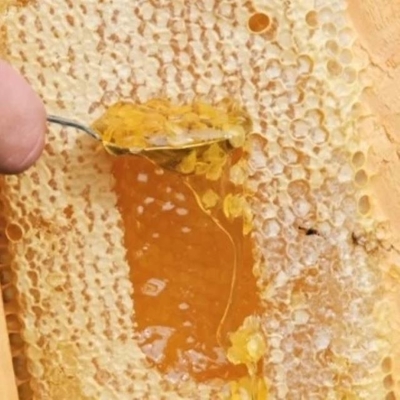 Best Price for Sale 100% Pure Natural Honeycomb High Quality Raw Honey Food Grade Comb Honey 500g in Box Packaging
