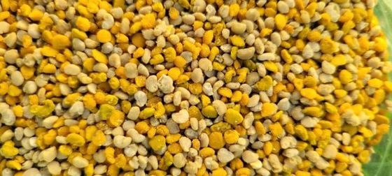 New Season Harvest Corn Bee Pollen Premium Health Care Product 100% Pure Natural Corn Bee Pollen